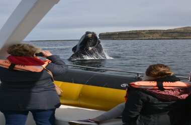 Avistaje de Ballenas en Puerto Madryn: Guía Completa 2026